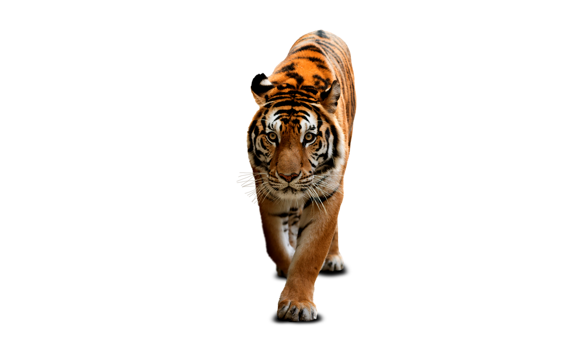 AsiaTiger